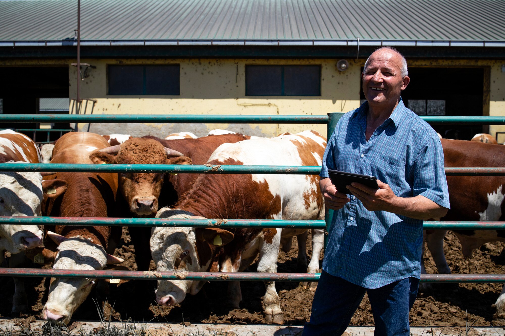 farmer with group strong muscular bulls domestic animals meat production organic farm